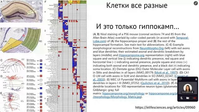 Галопом по нейронам (Екатерина Пчицкая) смотреть онлайн