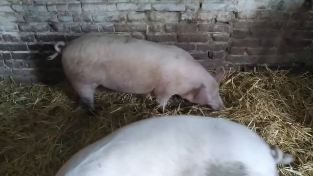 НОВИНКА!!! ПОЧЕМУ ДОХНУТ ПОРОСЯТА? Я ВАМ ОТВЕЧУ.