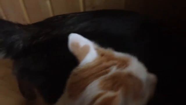 Котэ смотреть онлайн