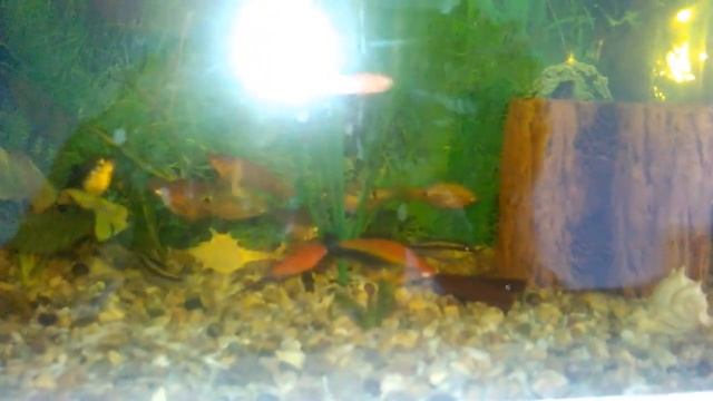 Странное поведение моих рыбок (мои наблюдения) смотреть онлайн