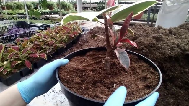 Корашахзода гуллини янгилаш хамда тупрогдаги пашалар смотреть онлайн