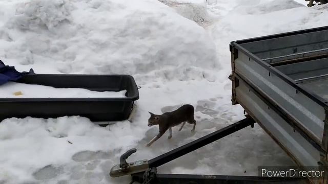 СКОЛЬКО ВЕСЯТ НАШИ ПОРОСЯТА В МЕСЯЦ? смотреть онлайн