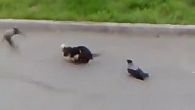 Драка котов и ворон смотреть онлайн