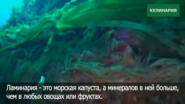 11 6fod смотреть онлайн