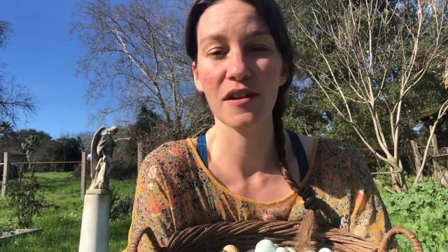 Tips on Getting Started Raising Quail (Part 1) смотреть онлайн