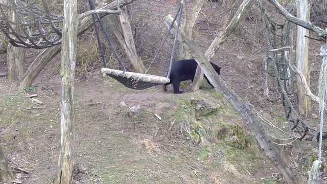 В зоопарке Вены - малайский медведь смотреть онлайн