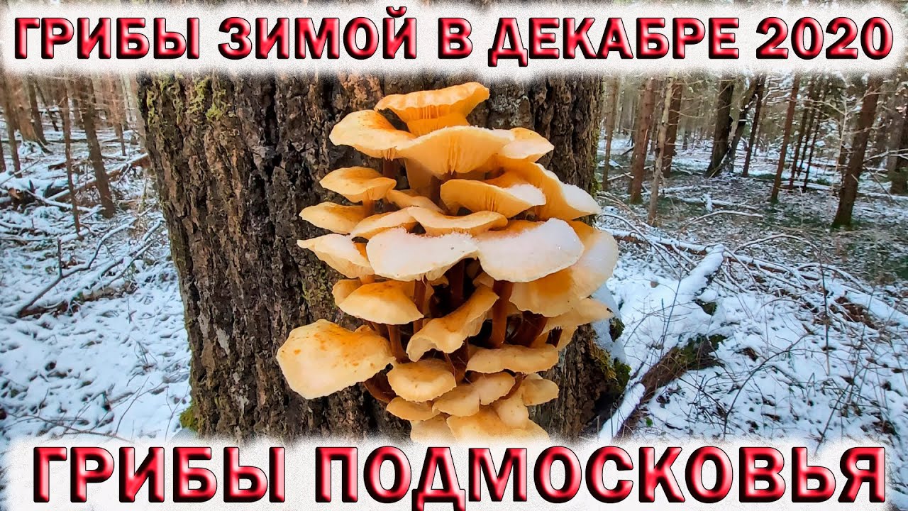 ?ГРИБЫ ЗИМОЙ В ДЕКАБРЕ.?ЗИМНИЙ ОПЁНОК?ЧАГА?РЯДОВКА ФИОЛЕТОВАЯ?ГРИБЫ ПОДМОСКОВЬЯ смотреть онлайн