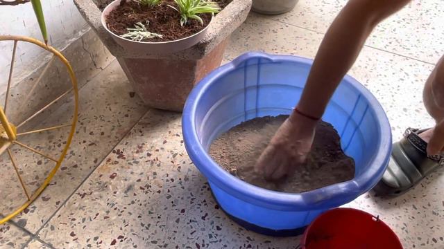 Spider Plant Propagation