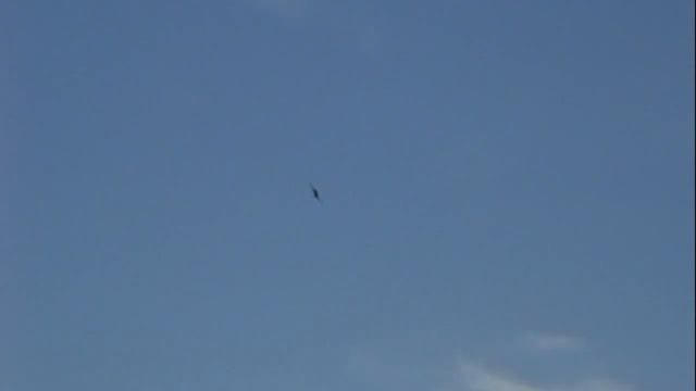 HobbyKing's SBach 342 50cc Plane смотреть онлайн