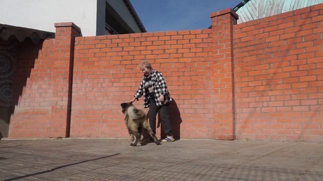 Щенок кавказская овчарка, девочка 4,5 месяца. www.r-risk.ru +79262205603 ТАТЬЯНА ЯГОДКИНА смотреть онлайн