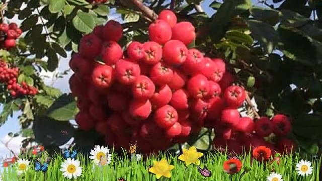 Рябина обыкновенная Моравская ? Обзор: посадка и уход. крупномеры рябины: описание и особенности смотреть онлайн