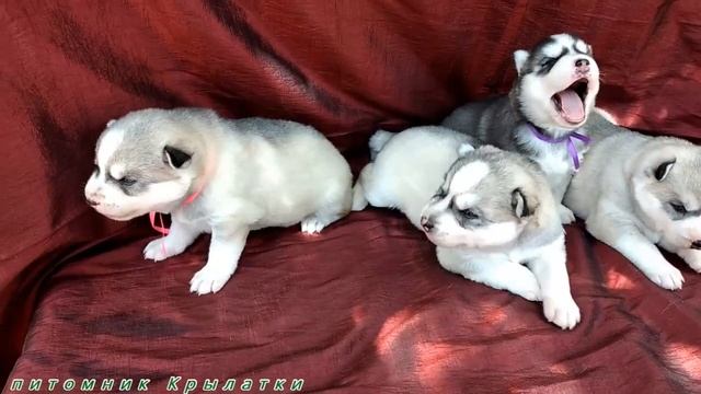 Предлагаем щенков хаски, родились 2, 6 и 12 июня 2020 года смотреть онлайн