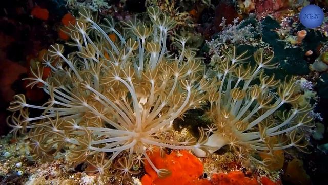 Beautiful Coral Reef, Under water sea, Relax, Background Music, смотреть онлайн