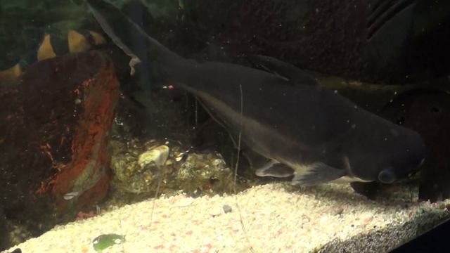 Акулий сом пангасиус (Pangasius) 27 11 2018 смотреть онлайн