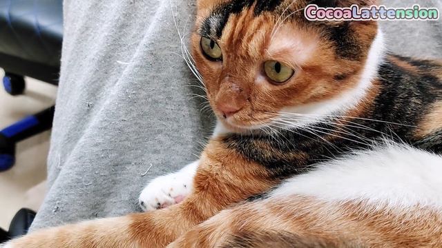 体育座りをしてたら、猫がまさかの行動に出ました… смотреть онлайн