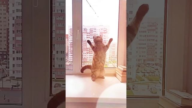 Ловля Скумбрии , Ловим Скумбрию на удочку , Кошка Скумбрия играет с удочкой смотреть онлайн