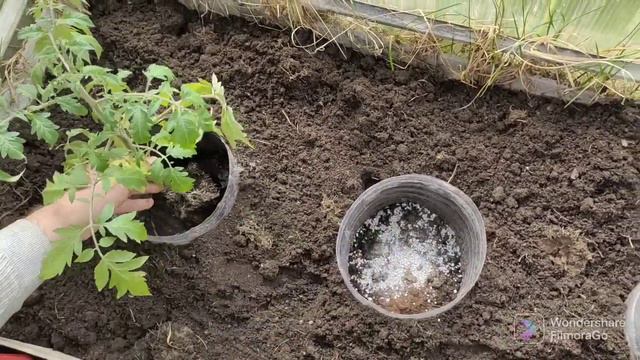 Как спасаемся от Медведки в парнике.. смотреть онлайн