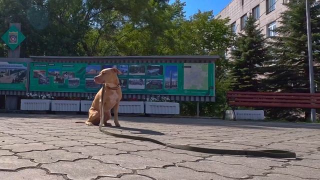 Питбультерьер (Pitbull Terrier) — 3 х часовая прогулка смотреть онлайн