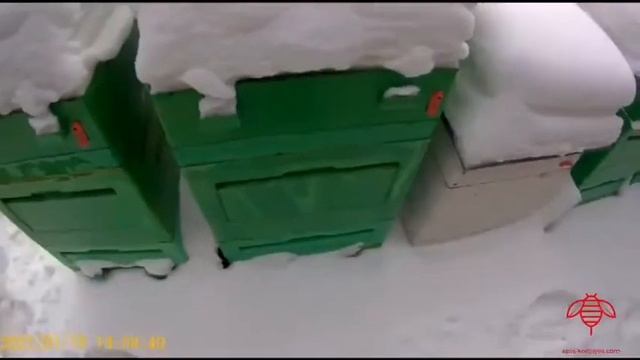 Зимовка карники на улице в Сибири (-37°C). смотреть онлайн