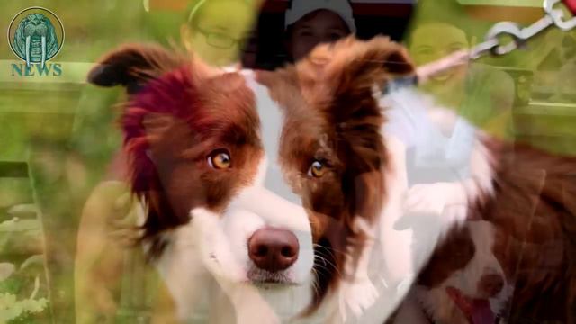 СОБАКА БУДЕТ БАЛЛОТИРОВАТЬСЯ В ПРЕЗИДЕНТЫ США В 2016 смотреть онлайн