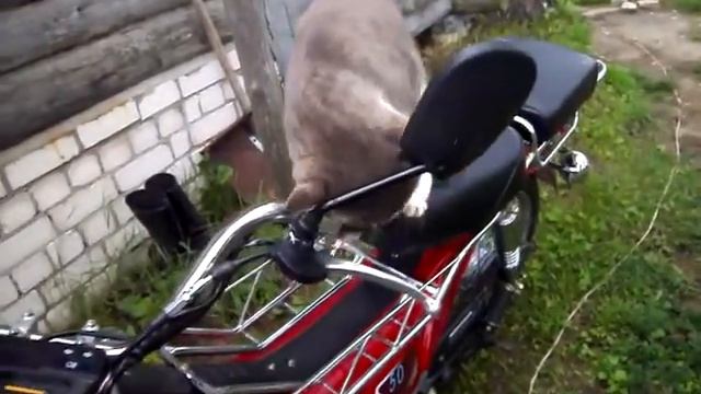 КОТЭ ЗАВОДИТ МОПЕД смотреть онлайн