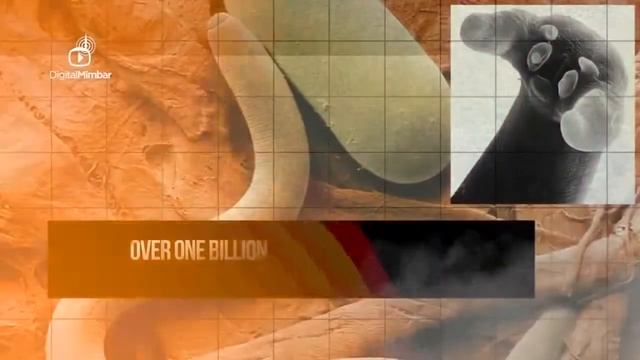 ответ на "Почему мусульмане не едят свинину "Правд смотреть онлайн