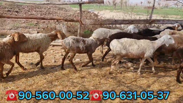 130 bosh Arashan sovliq va bug'oz quylar sotiladi. смотреть онлайн