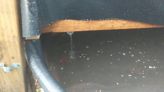 40 Goldfish Aquaponics, Grow Bed, Strawberries, Bell Siphon | Farming Seattle смотреть онлайн