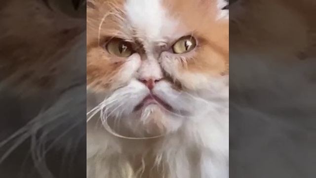 Видео от Котики - огонь смотреть онлайн