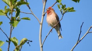 Это птица - Чечевица: "Витю видел...Витю видел?"