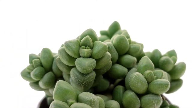 Crassula Elegans