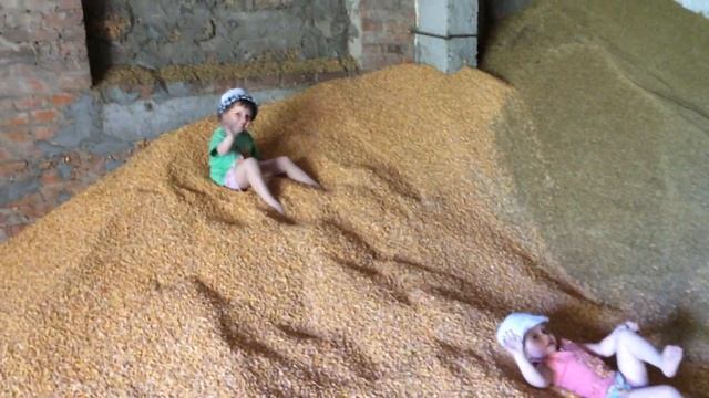 Горох для свиней, 18-15% на откорме! Откорм свиней. Свиноводство. смотреть онлайн