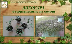 Дихондра выращивание из семян, мой опыт