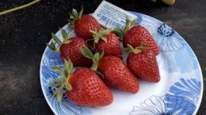 Мариджет или Маригетт (ремонтант) клубника, описание сорта Французский сорт