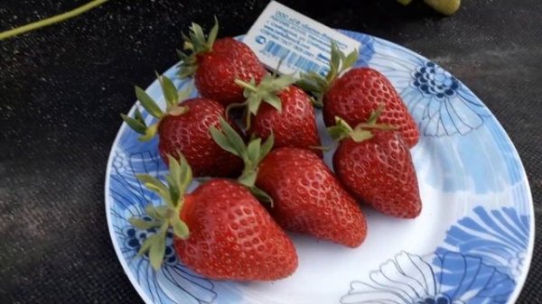 Мариджет или Маригетт (ремонтант) клубника, описание сорта Французский сорт