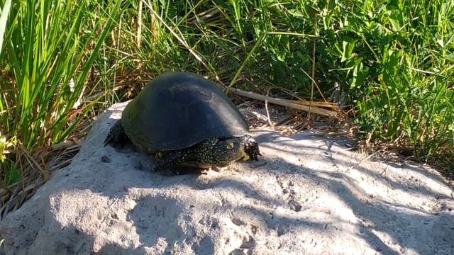 Рыбалка Ростов-на-Дону 11.06.22г. смотреть онлайн