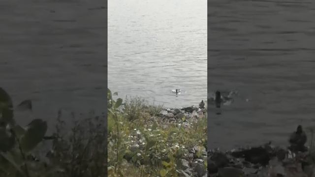 давайте же мыться плескаться купаться нырять кувыркаться в ушате в корыте в реке в ручейке в океан смотреть онлайн