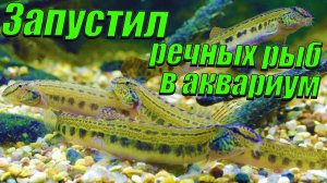 Запустил в аквариум речных рыб [Запустил в аквариум щиповок, ротанов и вьюнов]