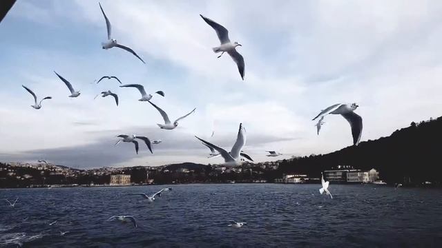 Прогулка по проливу Босфор смотреть онлайн