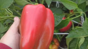 ЭТОТ КРУПНЫЙ СОРТ КРАСНОГО СЛАДКОГО ПЕРЕЦА ПЛОДОНОСИТ В ЛЮБУЮ ПОГОДУ! ВСЕГДА СОБИРАЮ УРОЖАЙ ПЕРЦА БМ