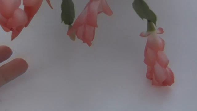 КАК ЗАЦВЕЛ МОЙ ДЕКАБРИСТ