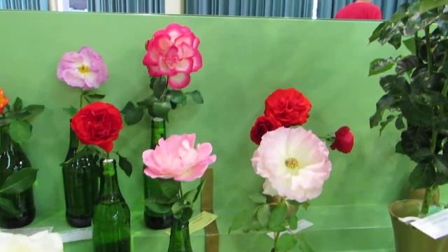 roses 3 canon sx50 video смотреть онлайн
