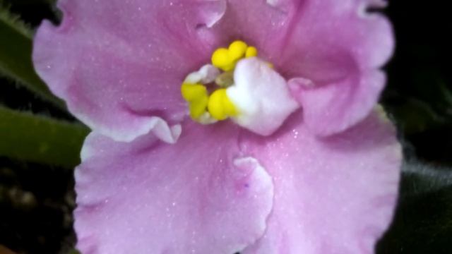 РОЗОВАЯ ФИАЛКА, комнатные цветы, видео смотреть онлайн