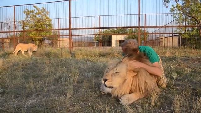 Russian Lion Man - Oleg Zubkov. Russian Lions Park. Taigan. Crimea. Best Moments Compilation