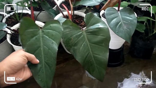 cara membedakan philodendron majesty || dark lord || royal queen || petani 52 смотреть онлайн