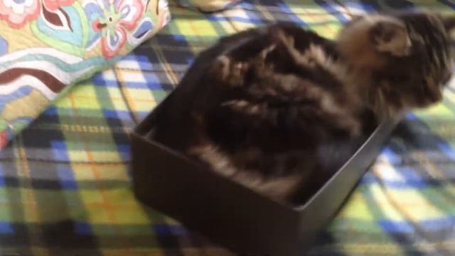 Большой кот в маленькой коробке смотреть онлайн