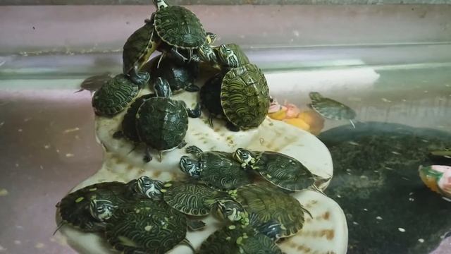 Красноухие черепахи, аквариум для содержания. смотреть онлайн