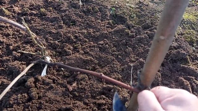 Обрезка и зимовка винограда// обрезка двухлетнего винограда смотреть онлайн