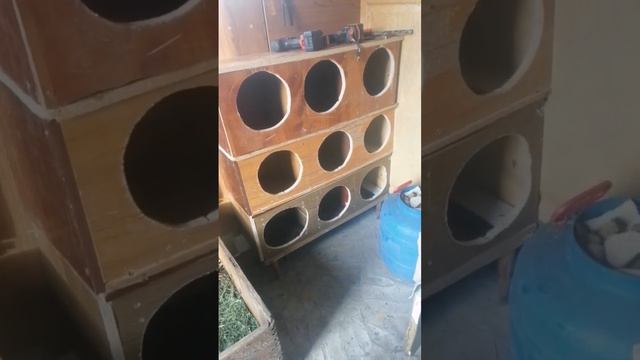 #лучшиегнездадлякур#бюджетныегнезда#каксделатьгнезда#курятник#несушки#куры#несутяйца#дачныйсезон#да смотреть онлайн