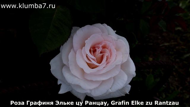 Розы флорибунда, крупные цветы с сильным и интенсивным ароматом! Обильное цветение удивляет! смотреть онлайн